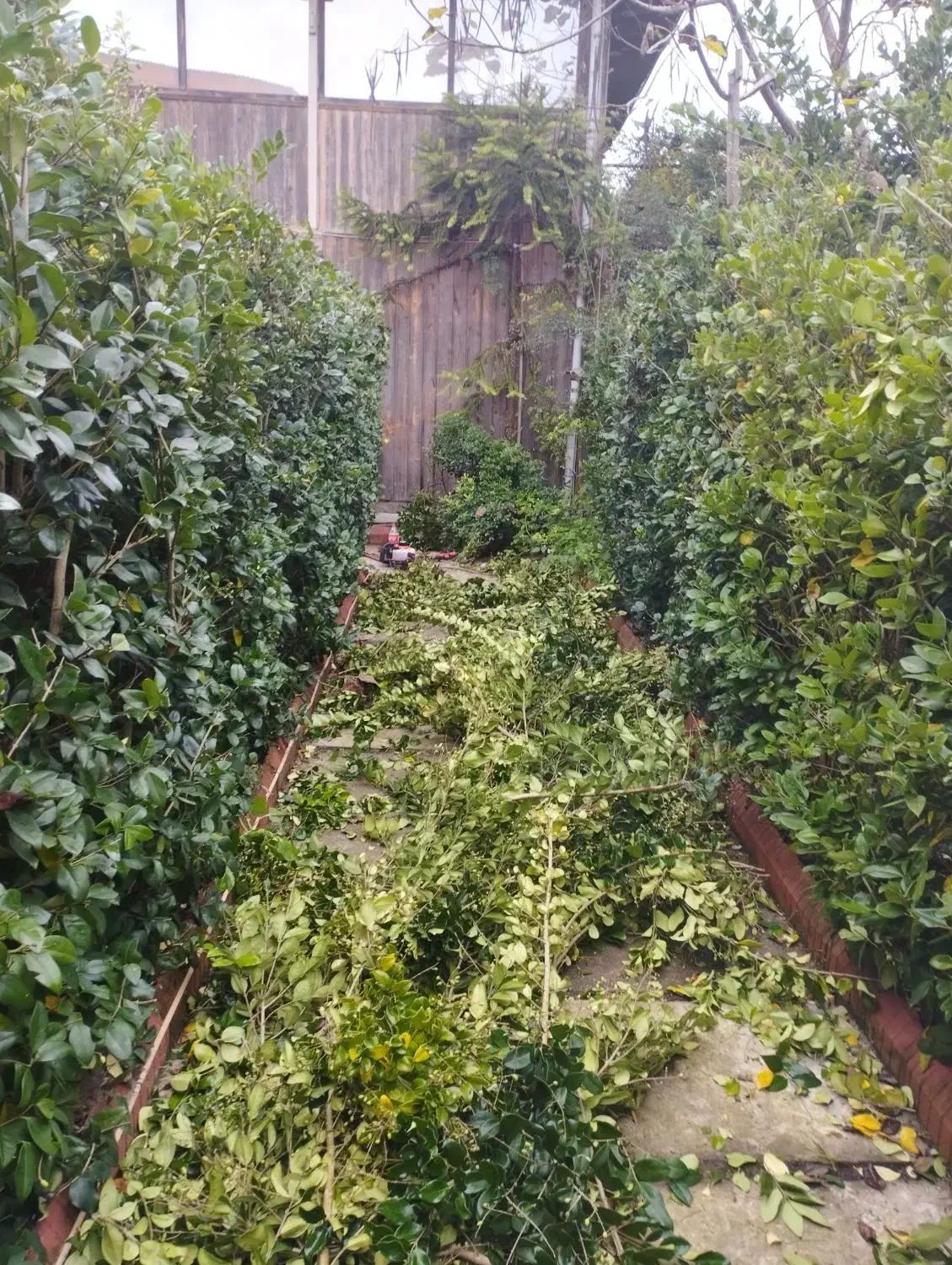 علف زنی،هرس،سمپاشی،طراحی وکاشت|خدمات باغبانی و درختکاری|آستانه اشرفیه, |دیوار