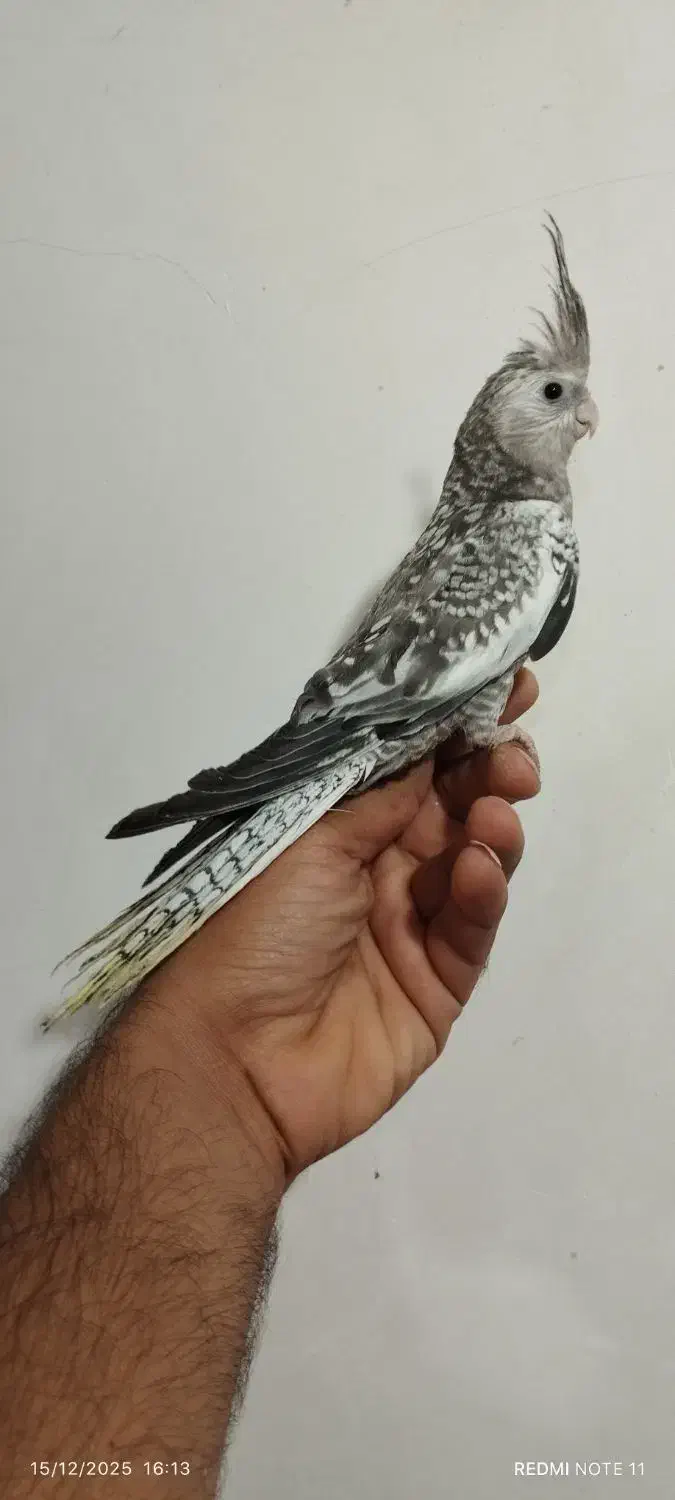 جوجه عروس هلندی دانخور|پرنده|دزفول, |دیوار