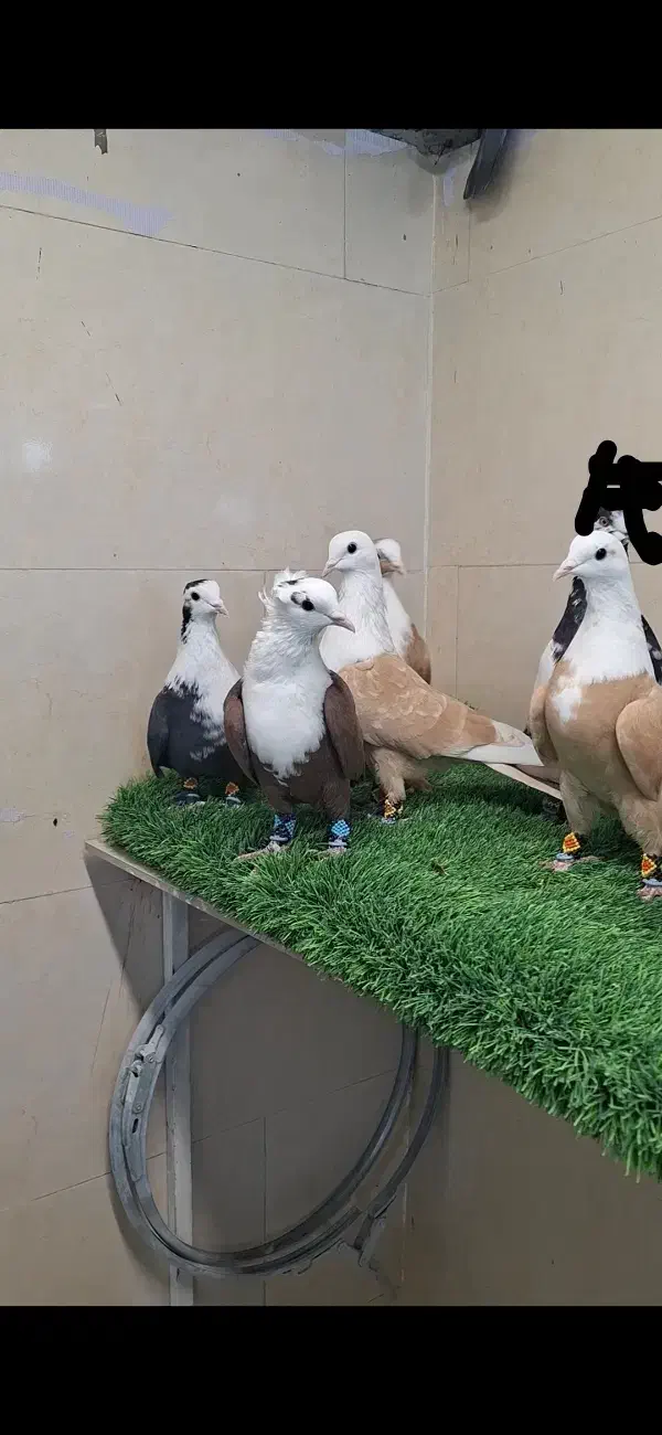 کبوتر کفتر کلاغ کربلایی|پرنده|مشهد, امیرآباد|دیوار