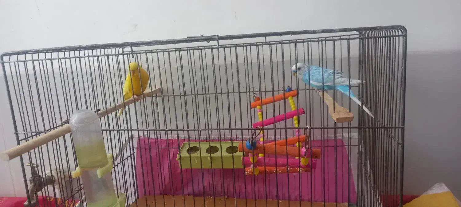 فروش دو عدد مرغ عشق|پرنده|خوی, |دیوار