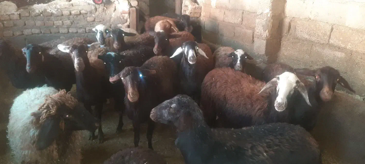 فروش گوسفند|حیوانات مزرعه|صحنه, |دیوار