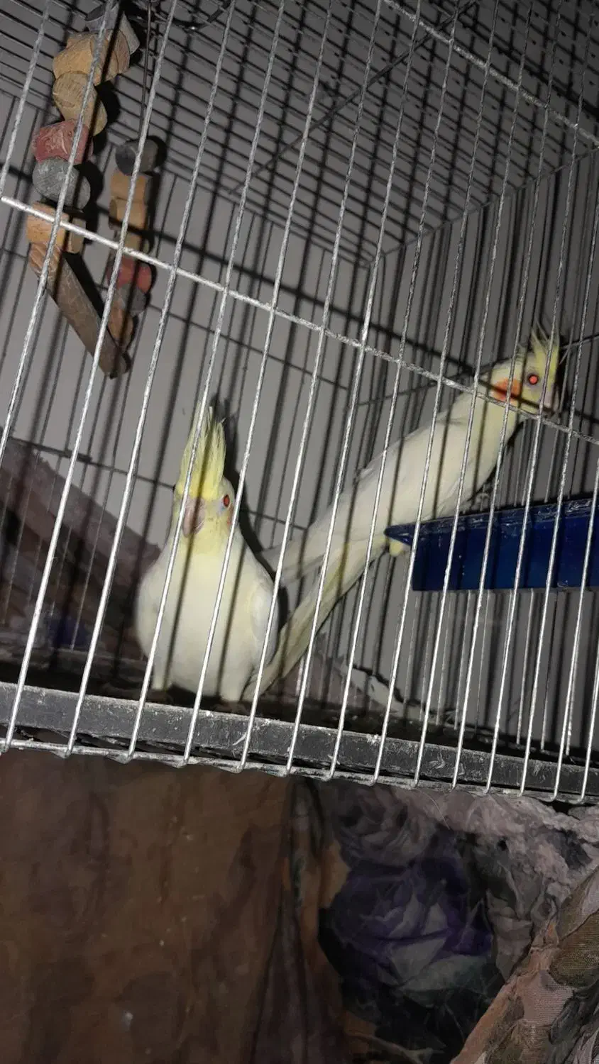 عروس هلندی|پرنده|ششده و قره بلاغ, |دیوار