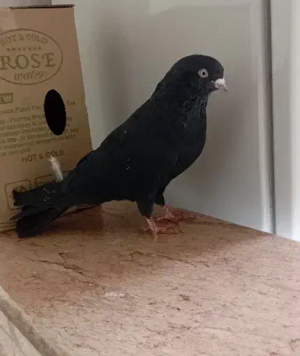 کبوتر گم شده|حیوانات|مرند, |دیوار