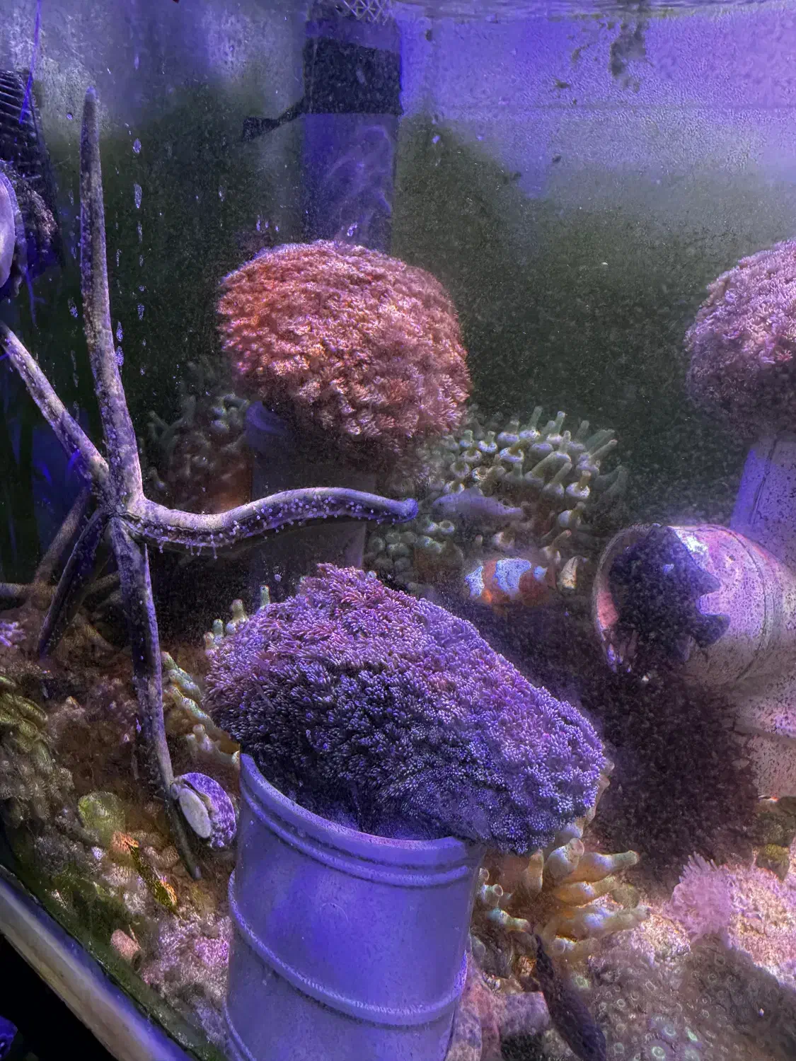 abshor ابشور اکواریوم|ماهی|تهران, جوادیه تهرانپارس|دیوار