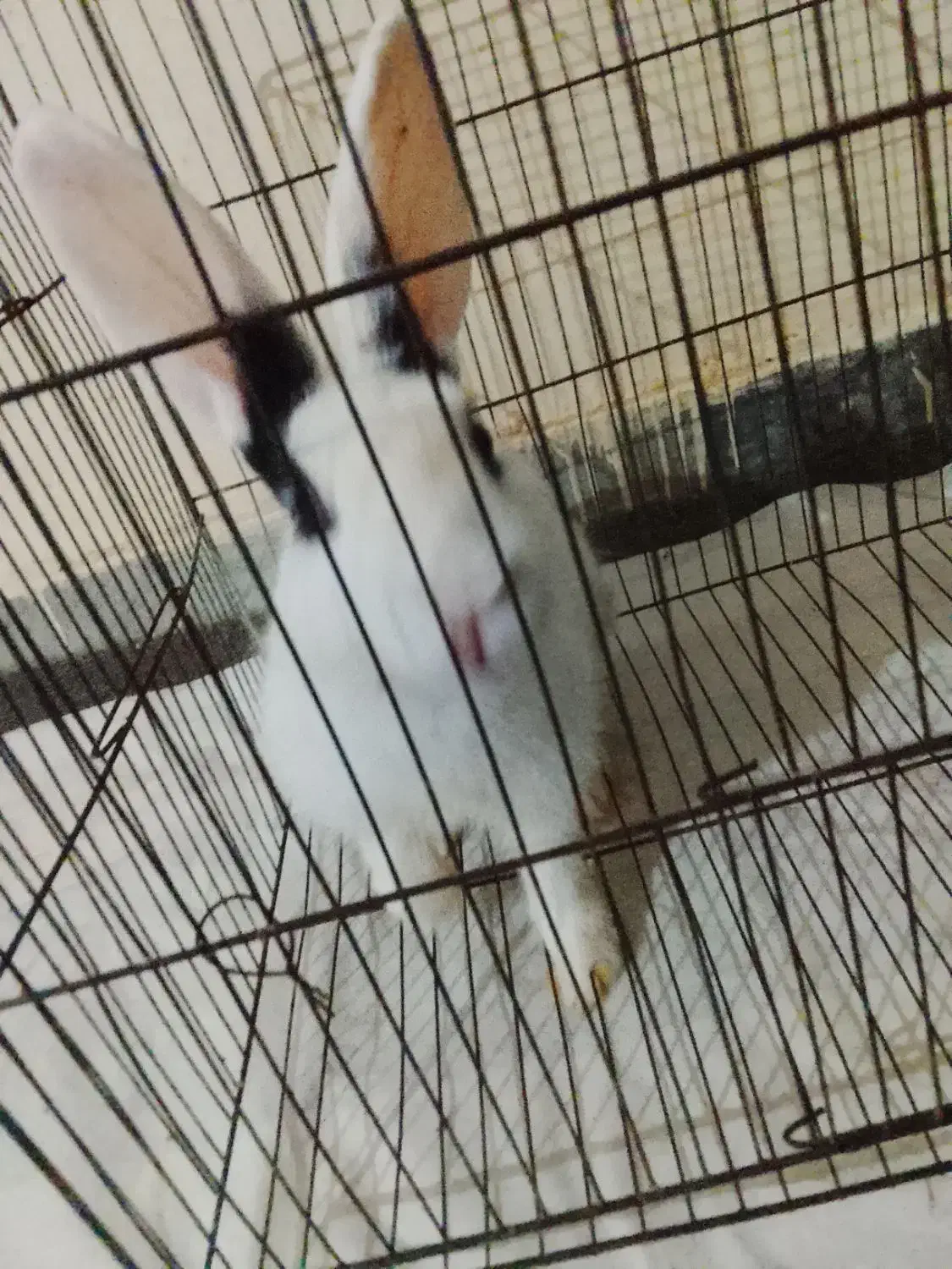 خرگوش|موش و خرگوش|میناب, |دیوار