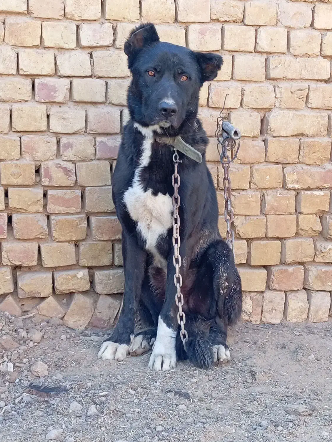 سگ نر سرابی برخوار دولت آباد|سگ|برخوار, |دیوار