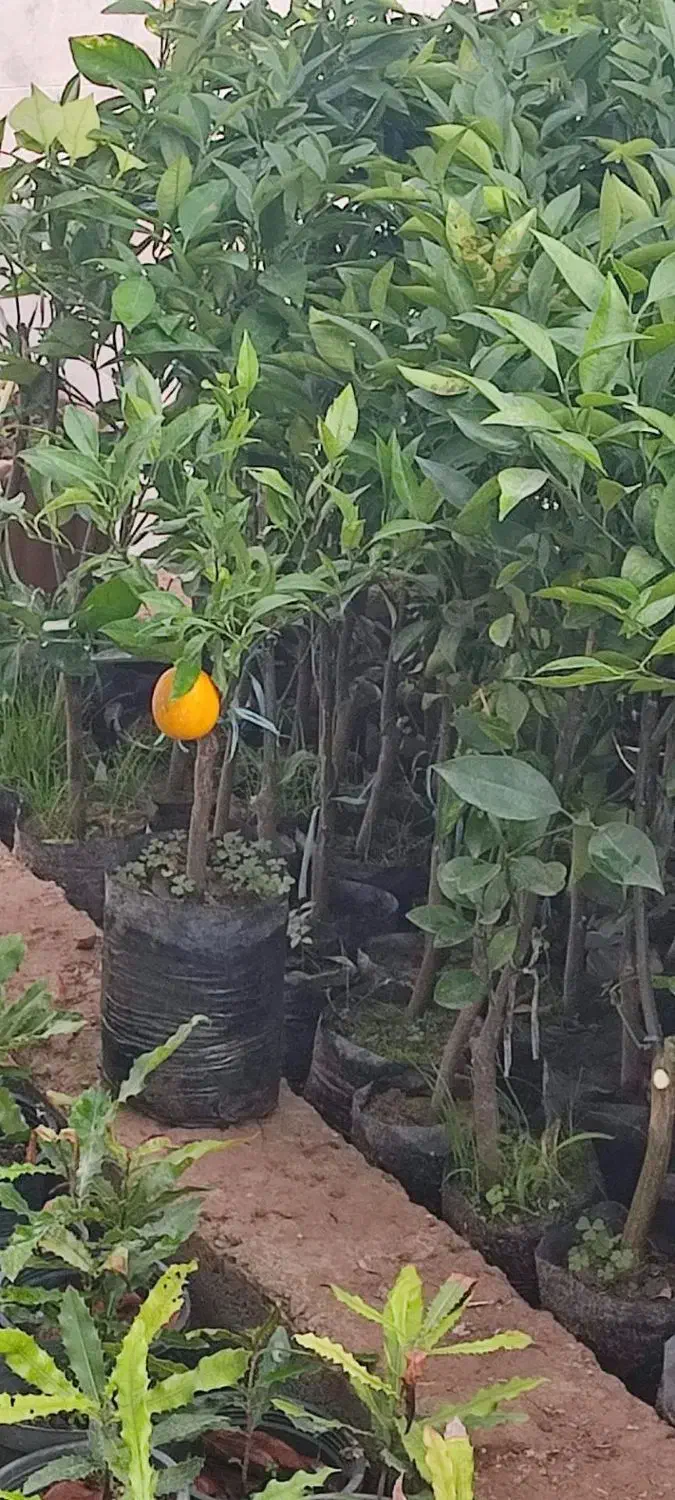 نهال پرتقال میوه دار ۲ ساله|گل و گیاه طبیعی|ساری, |دیوار