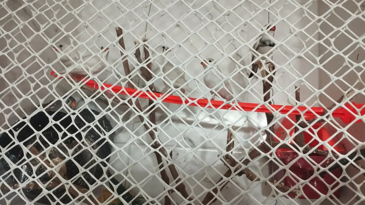 فنچ|پرنده|مشهد, حسین‌آباد|دیوار