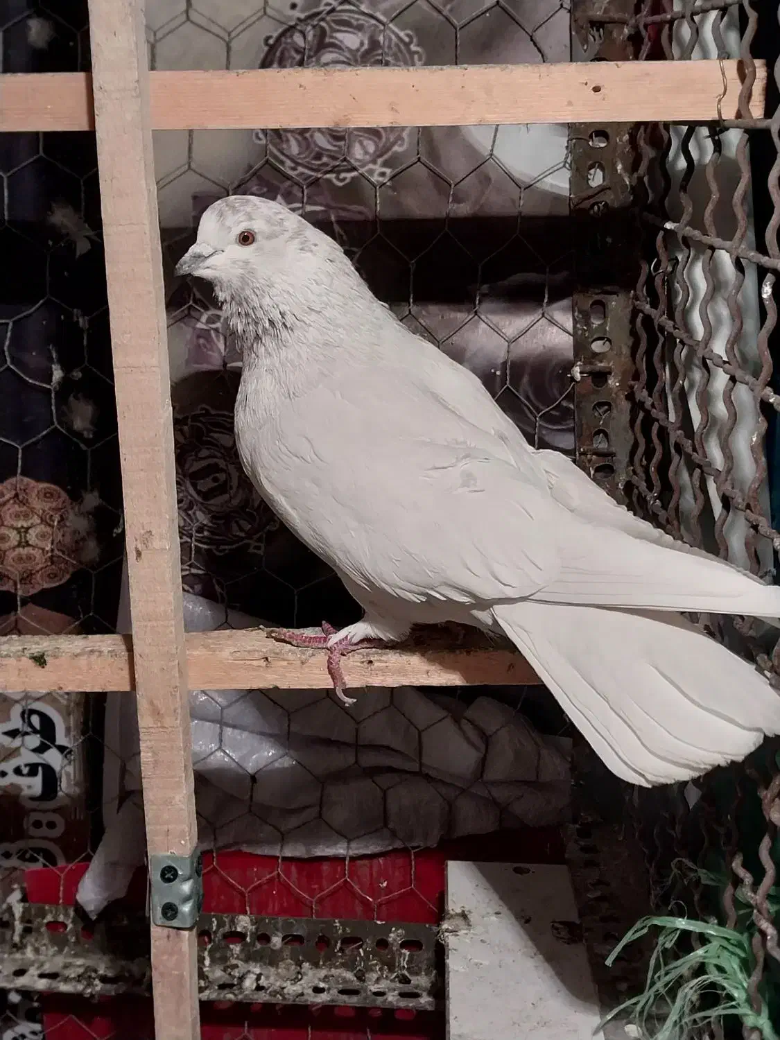 ۲تا کفتر گرفتنی خوب همه چی معلومه|پرنده|تهران, امام زاده عبدالله|دیوار