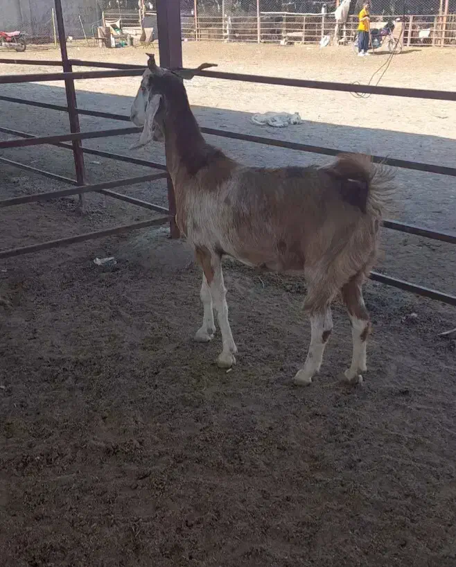 یک راس بزغاله داشتی جوان یه شکم زائده|حیوانات مزرعه|گنبد کاووس, |دیوار