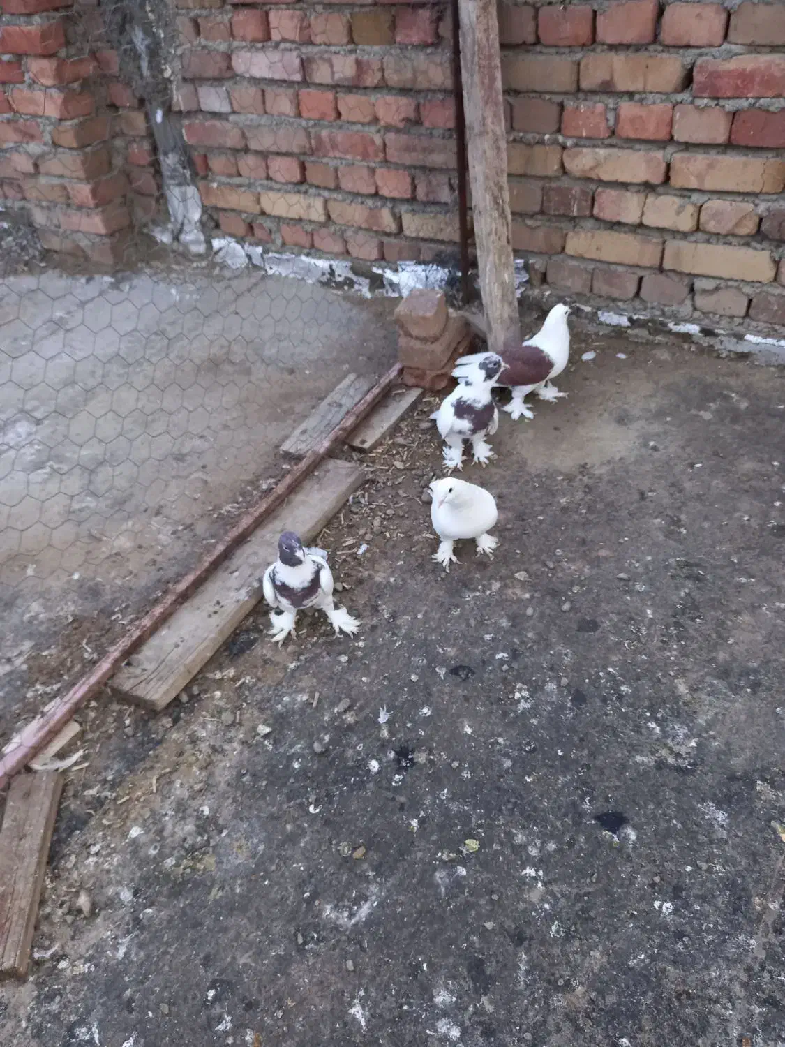 فروش کبوتر سسلی|پرنده|نوشین شهر, |دیوار