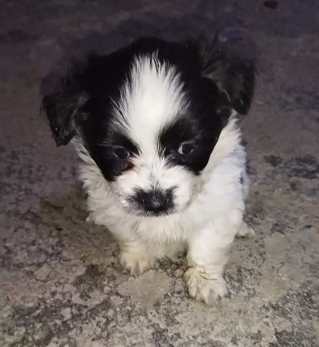 پاکوتاه پشمالو شیتزو|سگ|مینودشت, |دیوار