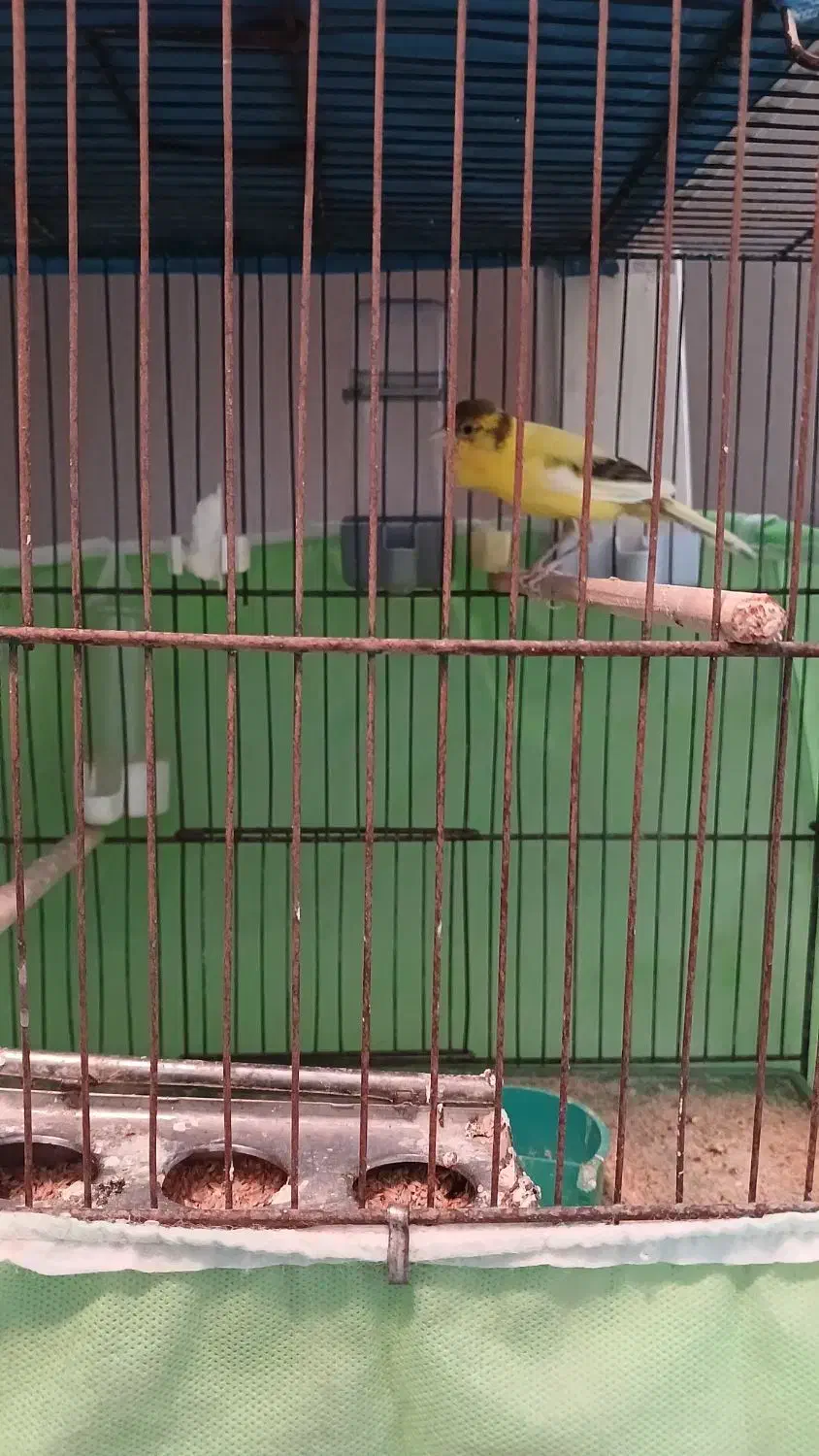 سهره و قناری نر و ماده|پرنده|ملایر, |دیوار