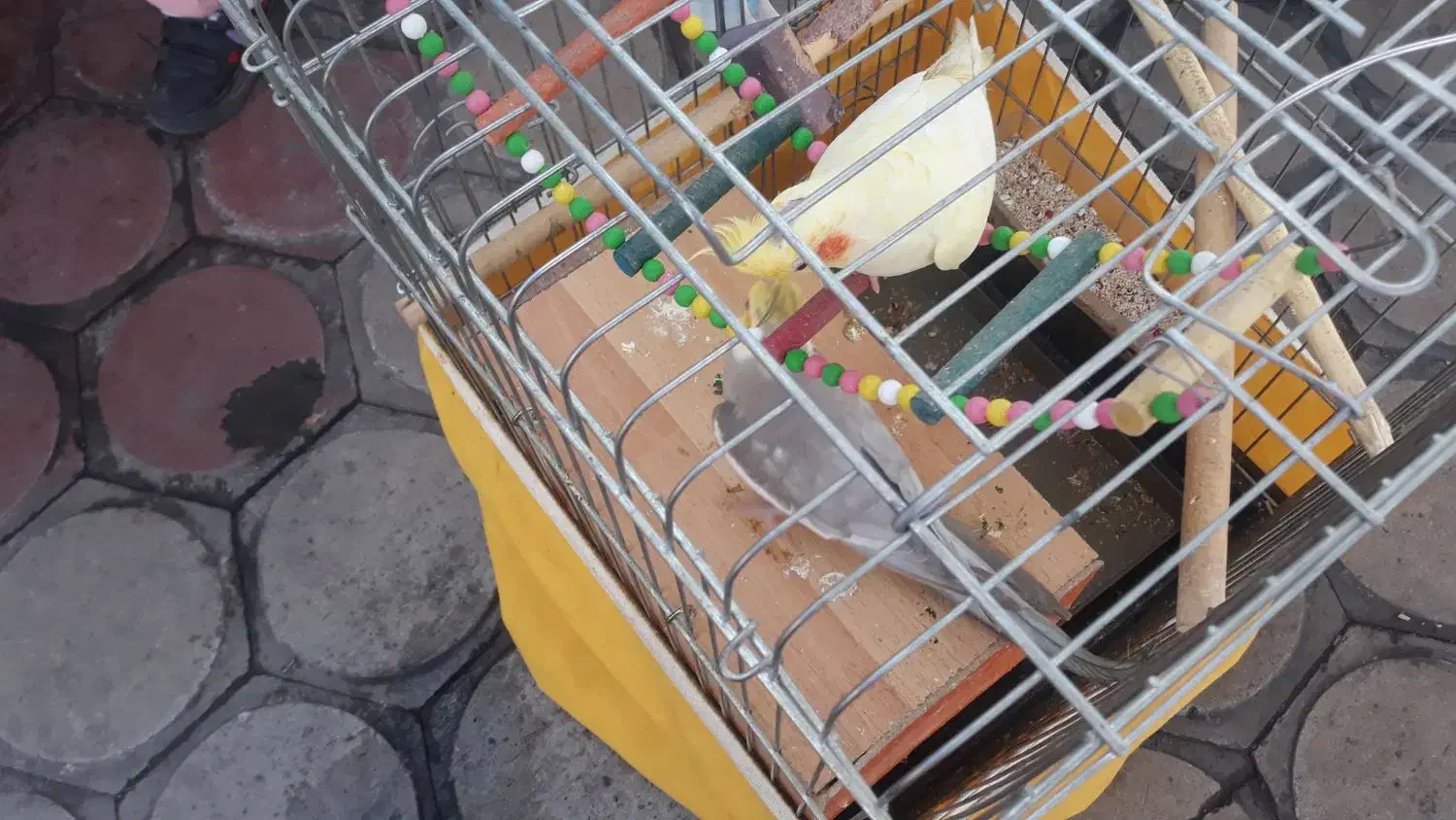 عروس هلندی نروماده مولد|پرنده|الوند, |دیوار