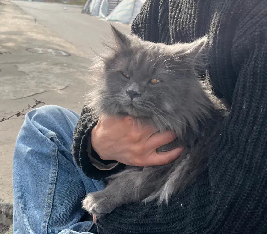 گربه نر برای جفتگیری|گربه|اردبیل, |دیوار