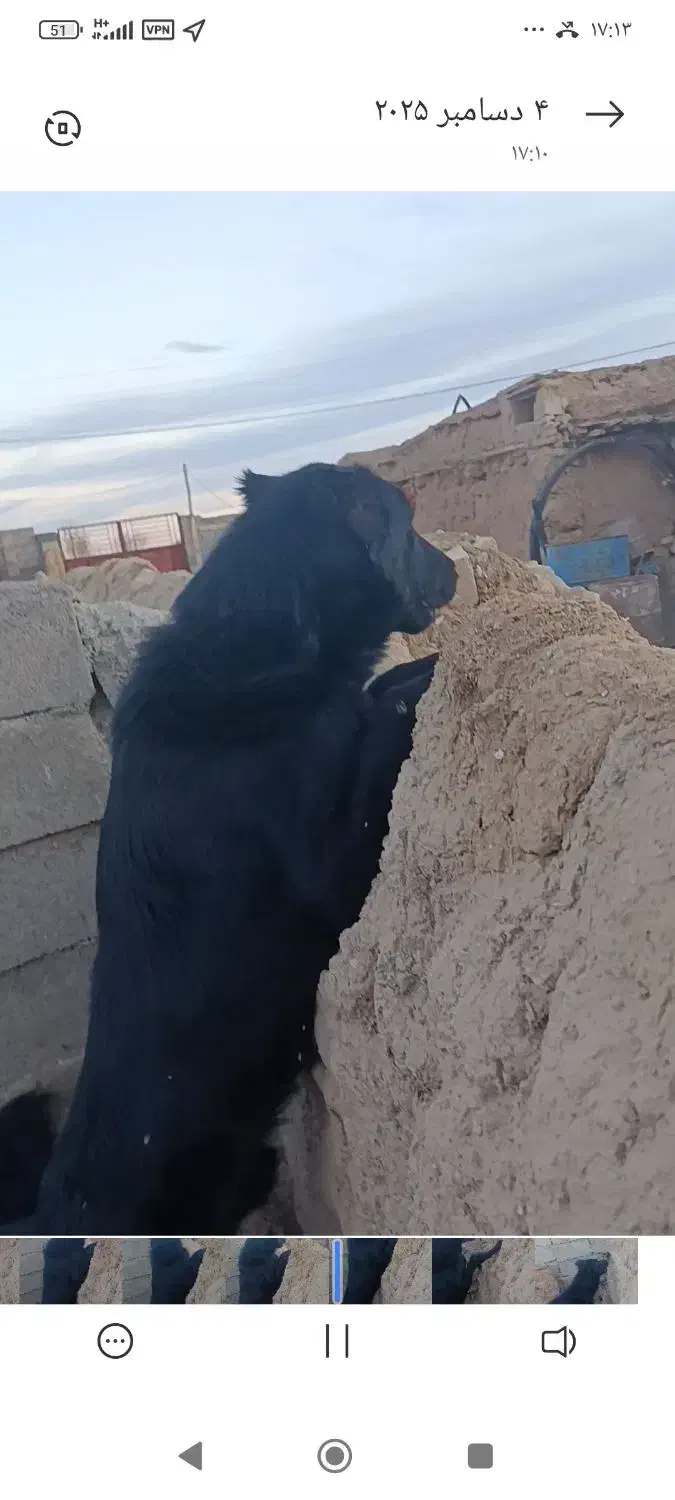 سگ قدرجونی|سگ|ماهیدشت, |دیوار