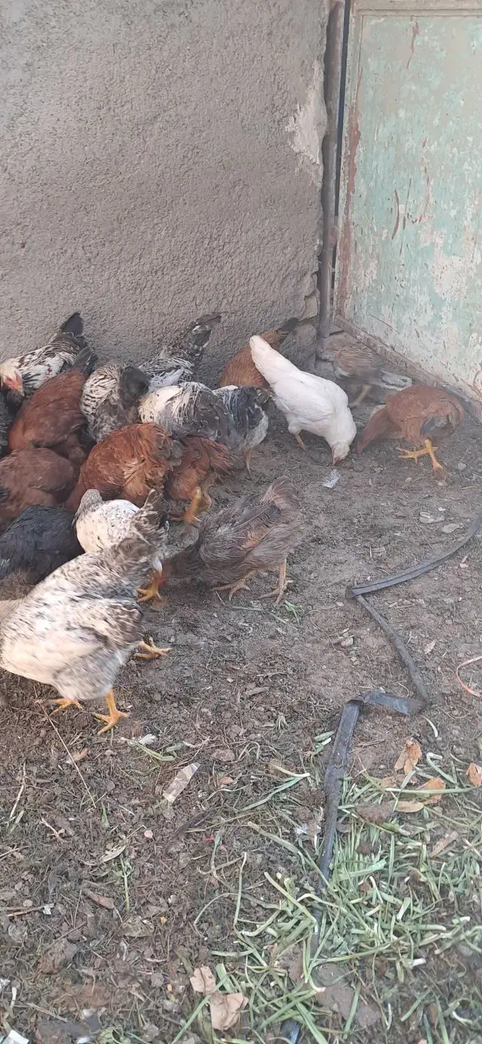 مرغ و خروس تخچه محلی|حیوانات مزرعه|نیشابور, کلاغان|دیوار