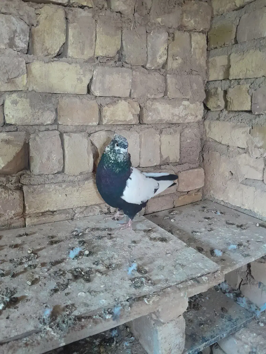 سینه سیاه، و پلاکی کبوتر|پرنده|تاکستان, |دیوار