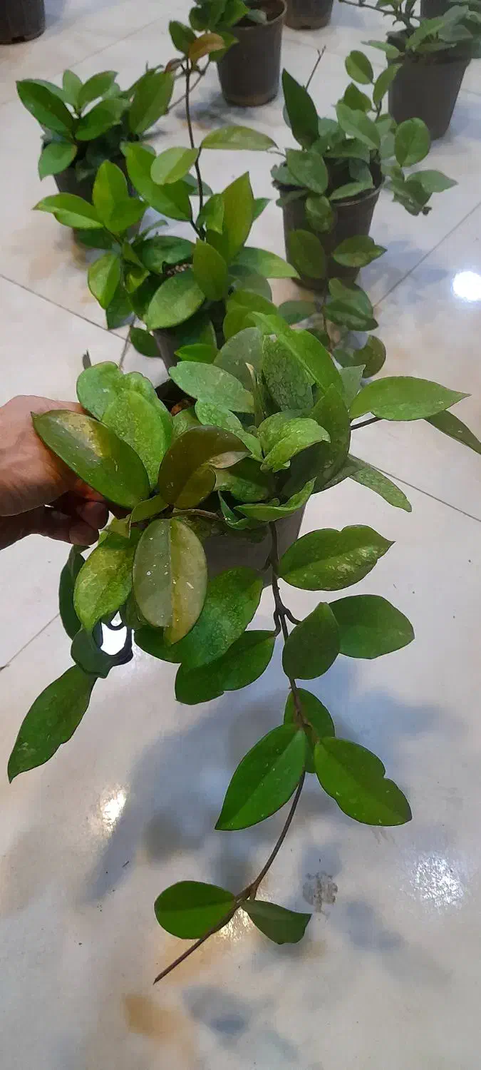 هویا پیچ مومی ساکولنت رونده آویزی برگ ضخیم|گل و گیاه طبیعی|قم, نیروگاه|دیوار