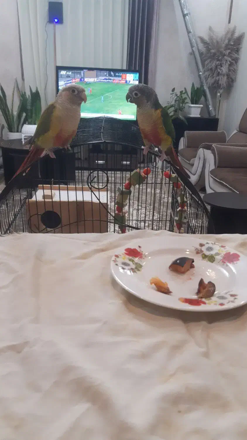 جفت گرینچیک دستی بالغ،قناری نر ،جفت برزیلی بالغ|پرنده|چهارباغ, |دیوار