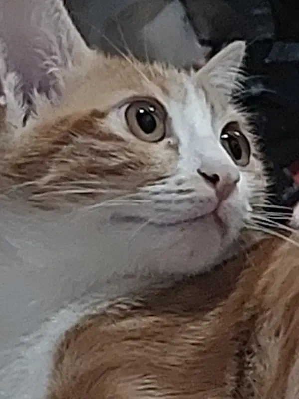 گربه واگذاری|گربه|قم, زنبیل آباد|دیوار