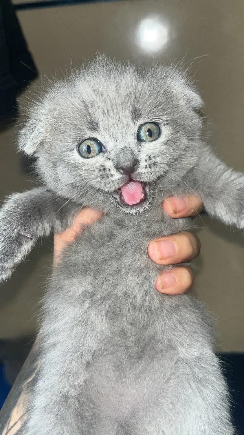 گربه اصیل اسکاتیش فولد بریتیش بلو|گربه|شیراز, جانبازان|دیوار