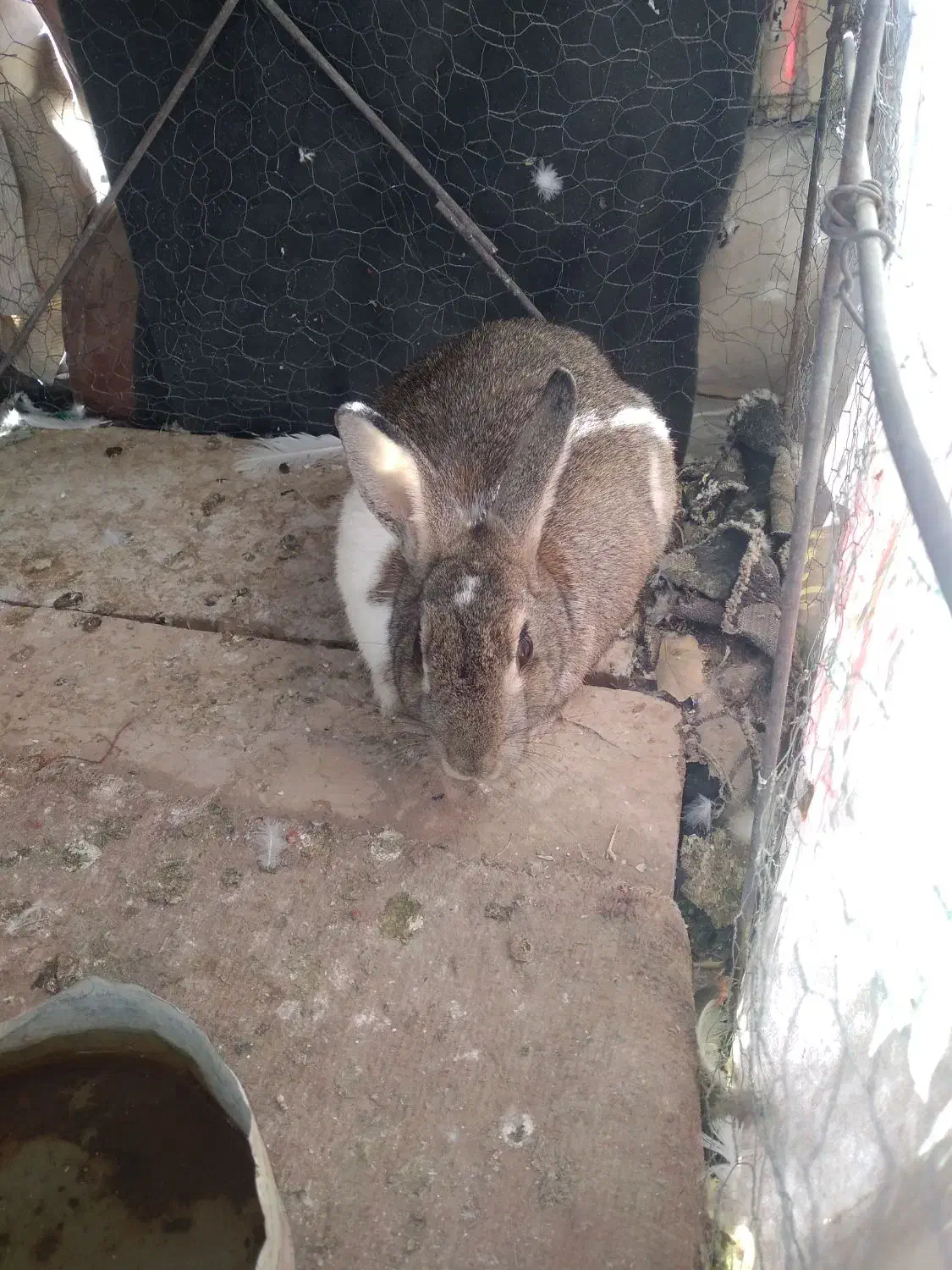 خرگوش ماده|موش و خرگوش|لردگان, |دیوار