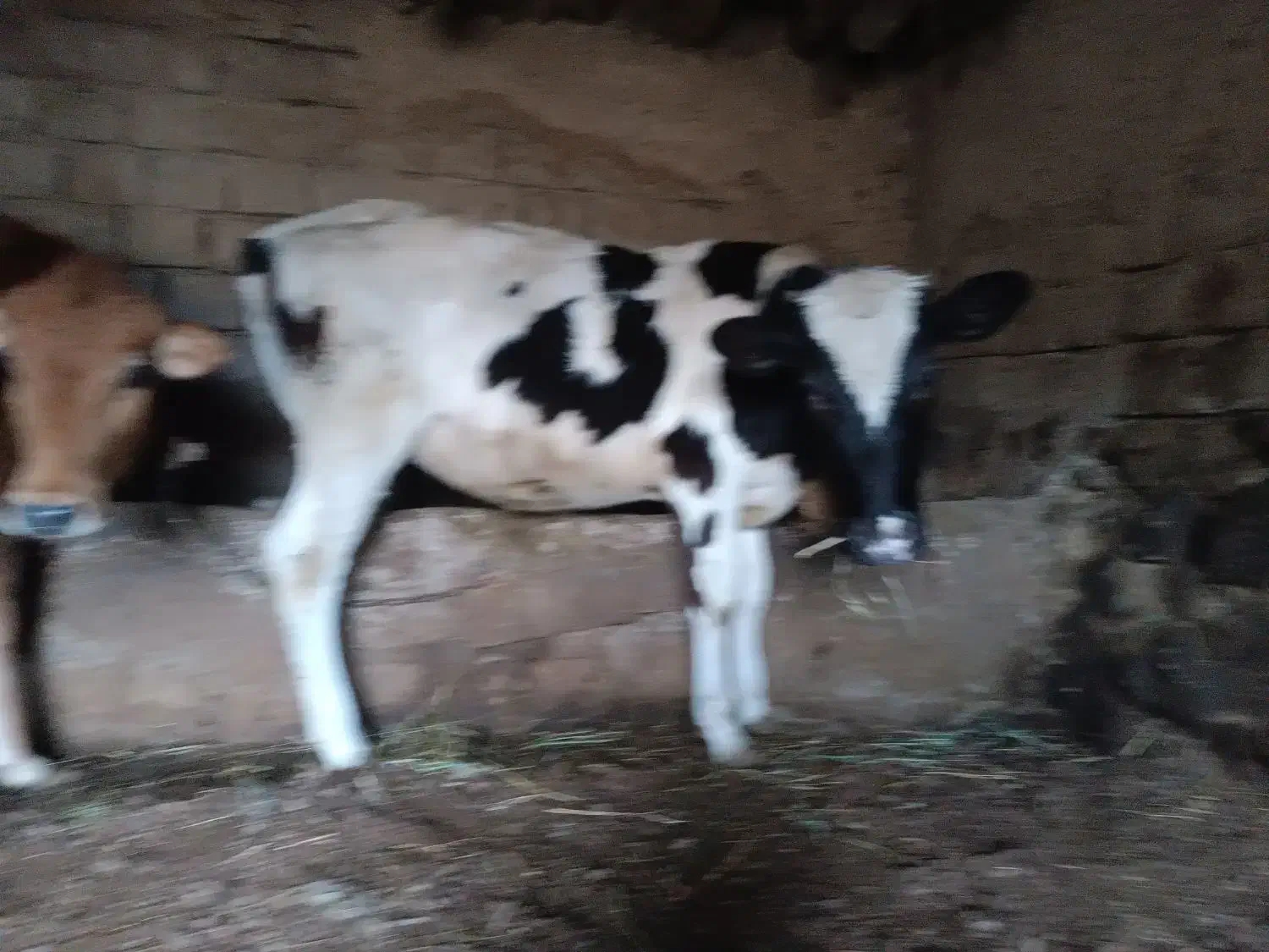 گوساله ماده|حیوانات مزرعه|انزل, |دیوار