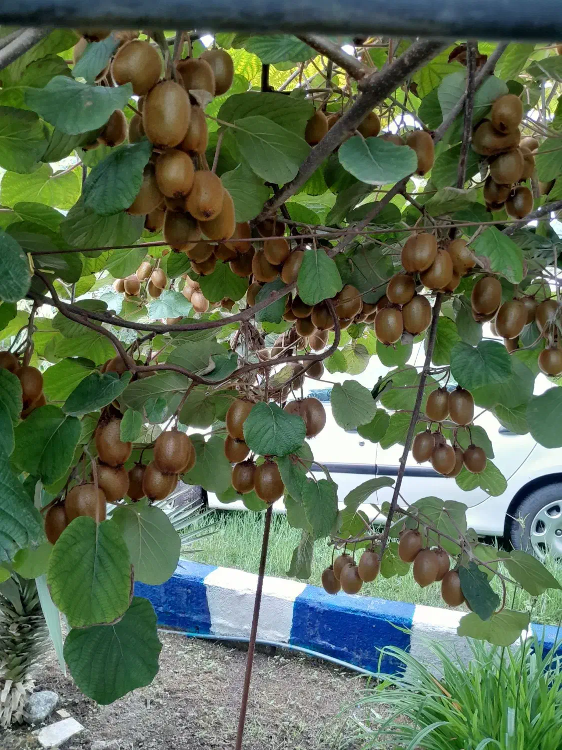 فروش کیوی مرغوب وبا کیفیت|خدمات باغبانی و درختکاری|چوبر, |دیوار