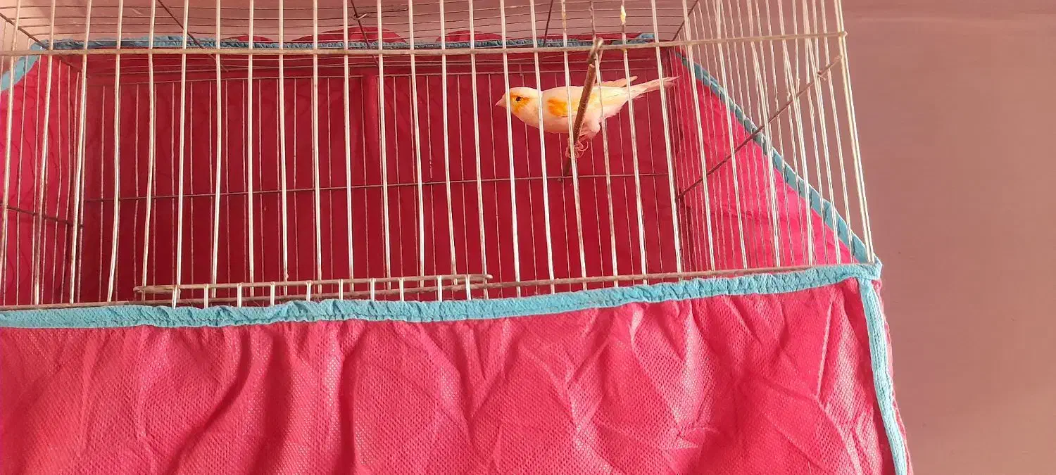 قناری|پرنده|کرمان, |دیوار