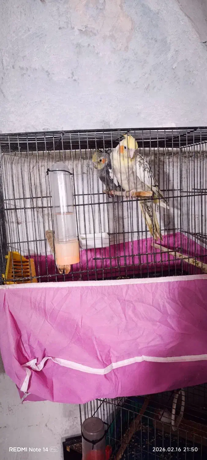 عروس هلندی|پرنده|قم, چهار مردان|دیوار