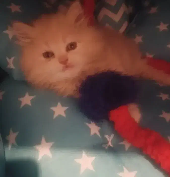 یک بچه گربه با مزه|گربه|تهران, حشمتیه|دیوار