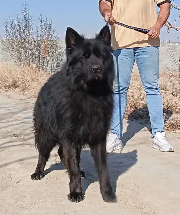 ژرمن کینگ تمام مشکی و توله دورنگ نر و ماده|سگ|تهران, خلیج فارس|دیوار