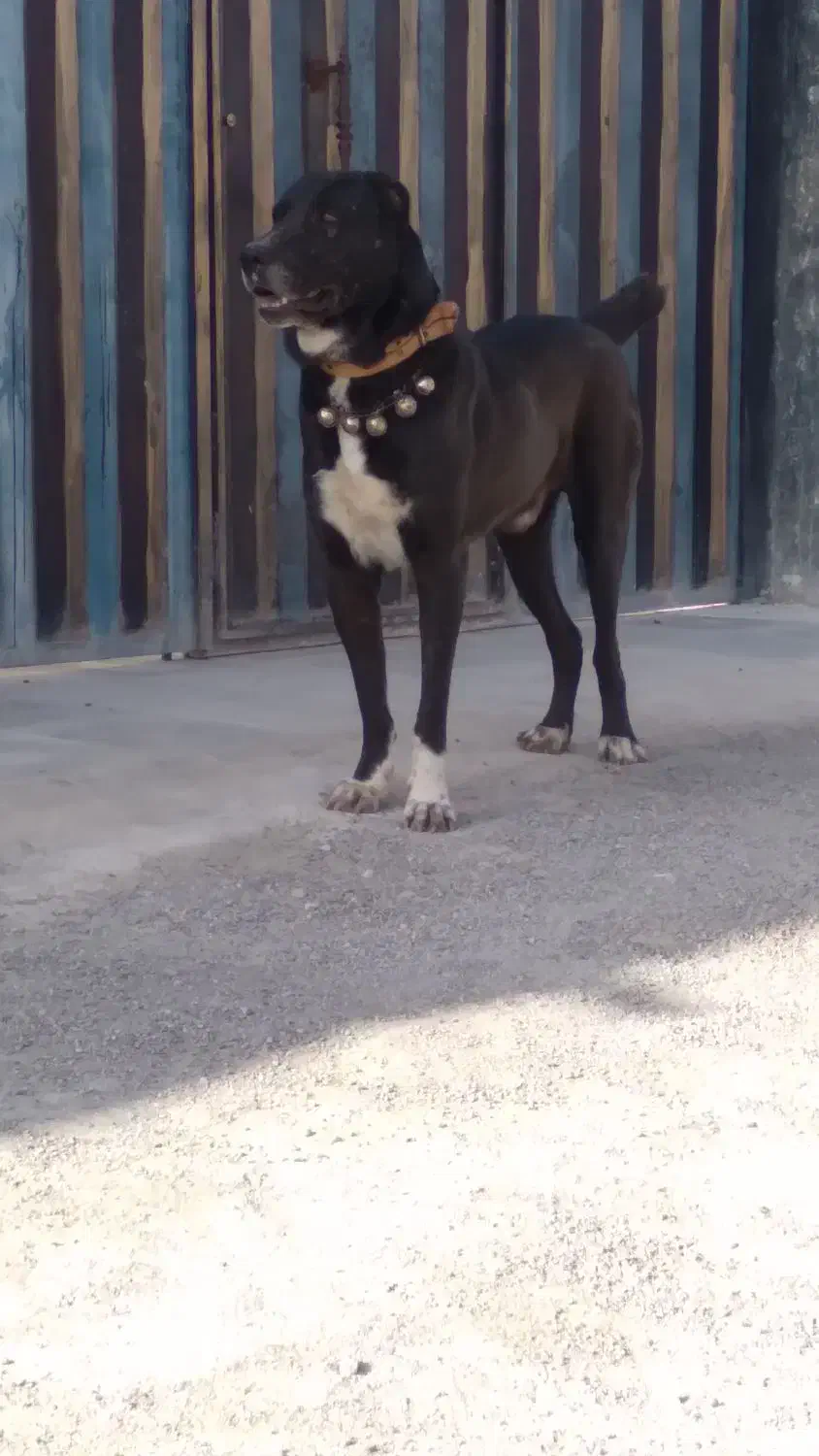 سگ نر افغان|سگ|ورامین, ورامین|دیوار