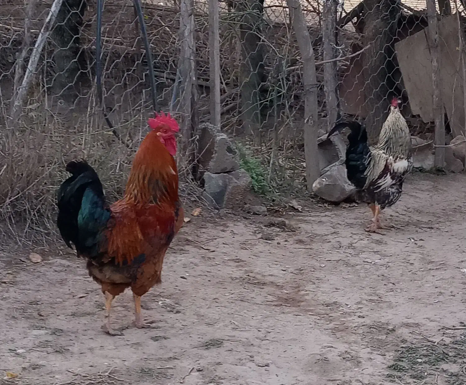 خروس|پرنده|گلی داغ, |دیوار