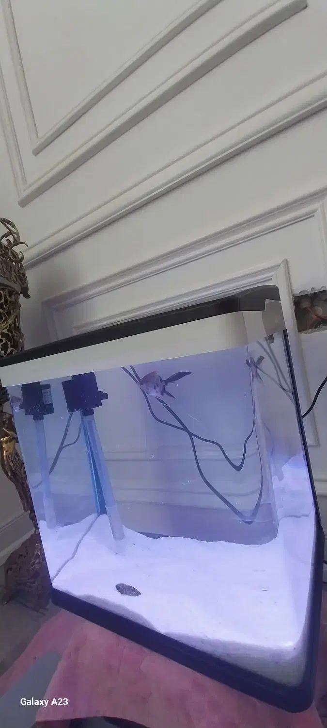 اکواریوم شیشه خم شرکتی دلسا|ماهی|پردیس, فاز ۸|دیوار