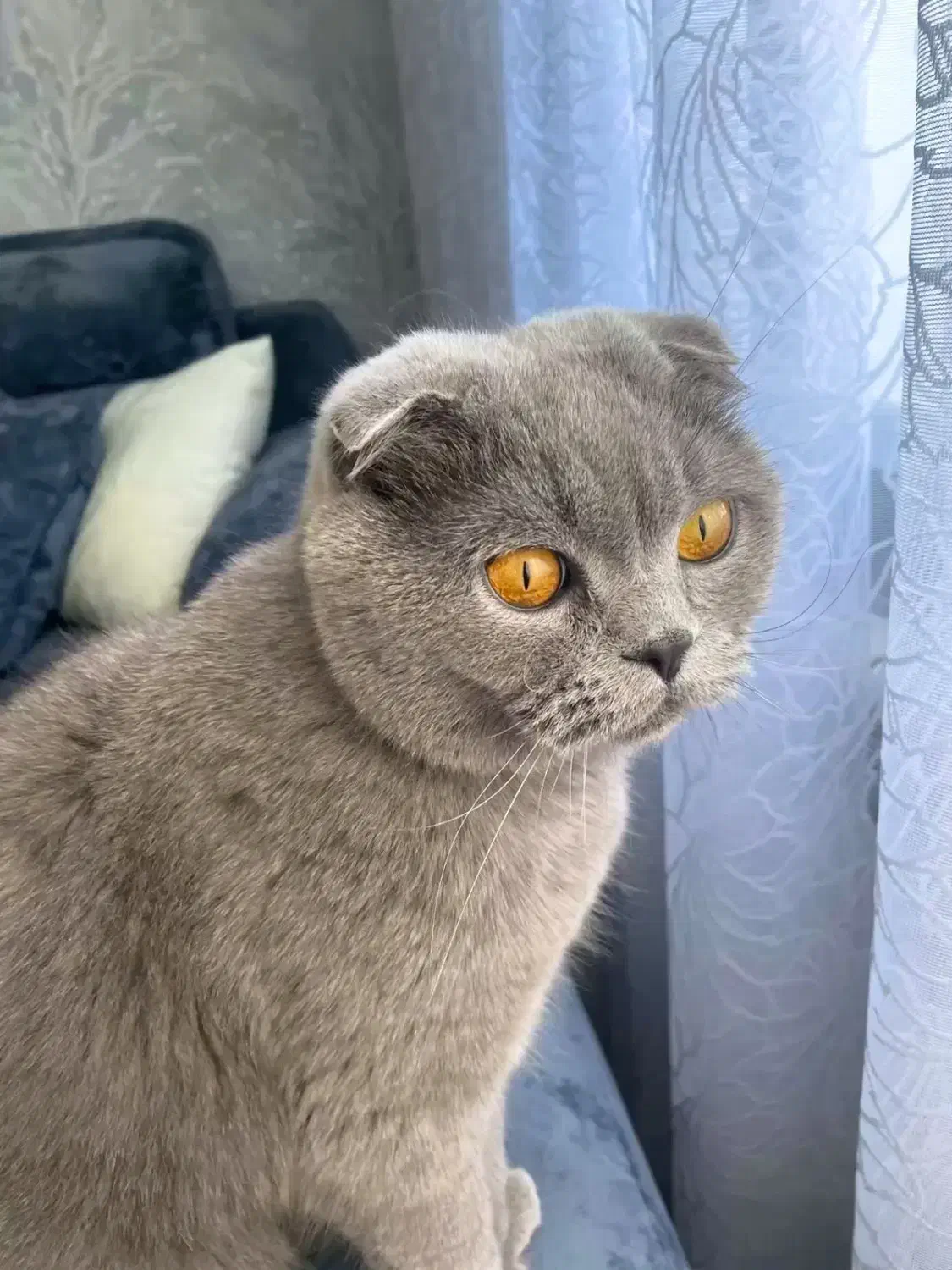 فروش تعدادی مولد اسکاتیش و بریتیش نر و ماده|گربه|اهواز, کیانپارس |دیوار