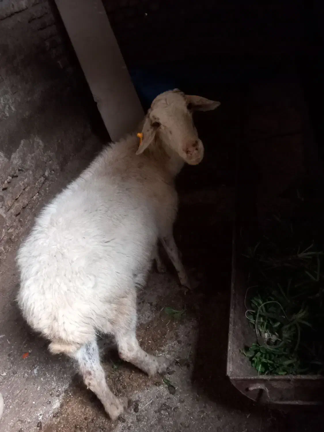 گوسفند|حیوانات مزرعه|جلین, |دیوار