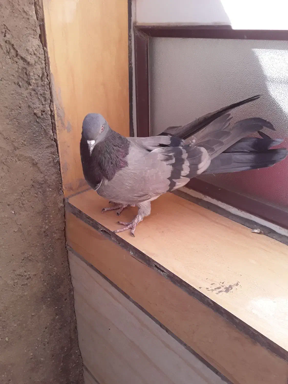 کبوتر پر|پرنده|لاران, |دیوار