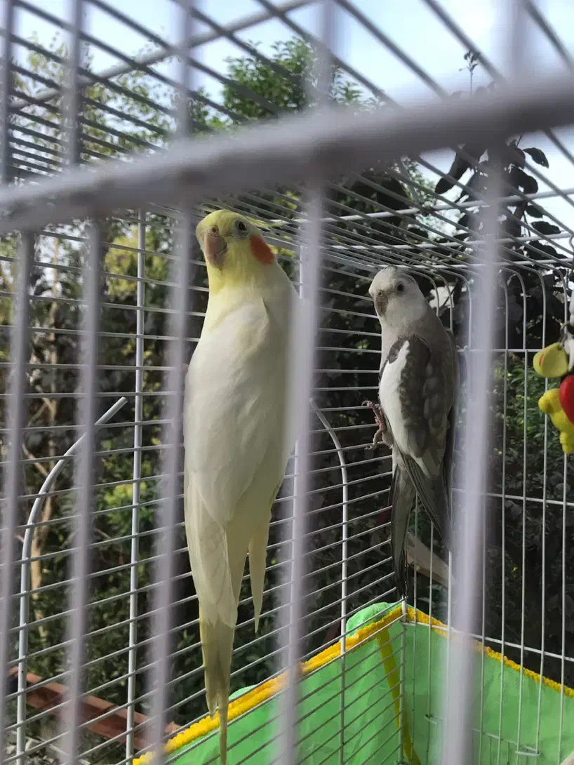 فروش دو عروس هلندی|پرنده|خرمآباد (تنکابن), |دیوار