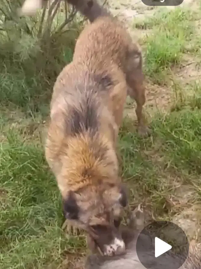 سگ ماده شکاری به شرط|سگ|آزادشهر, |دیوار