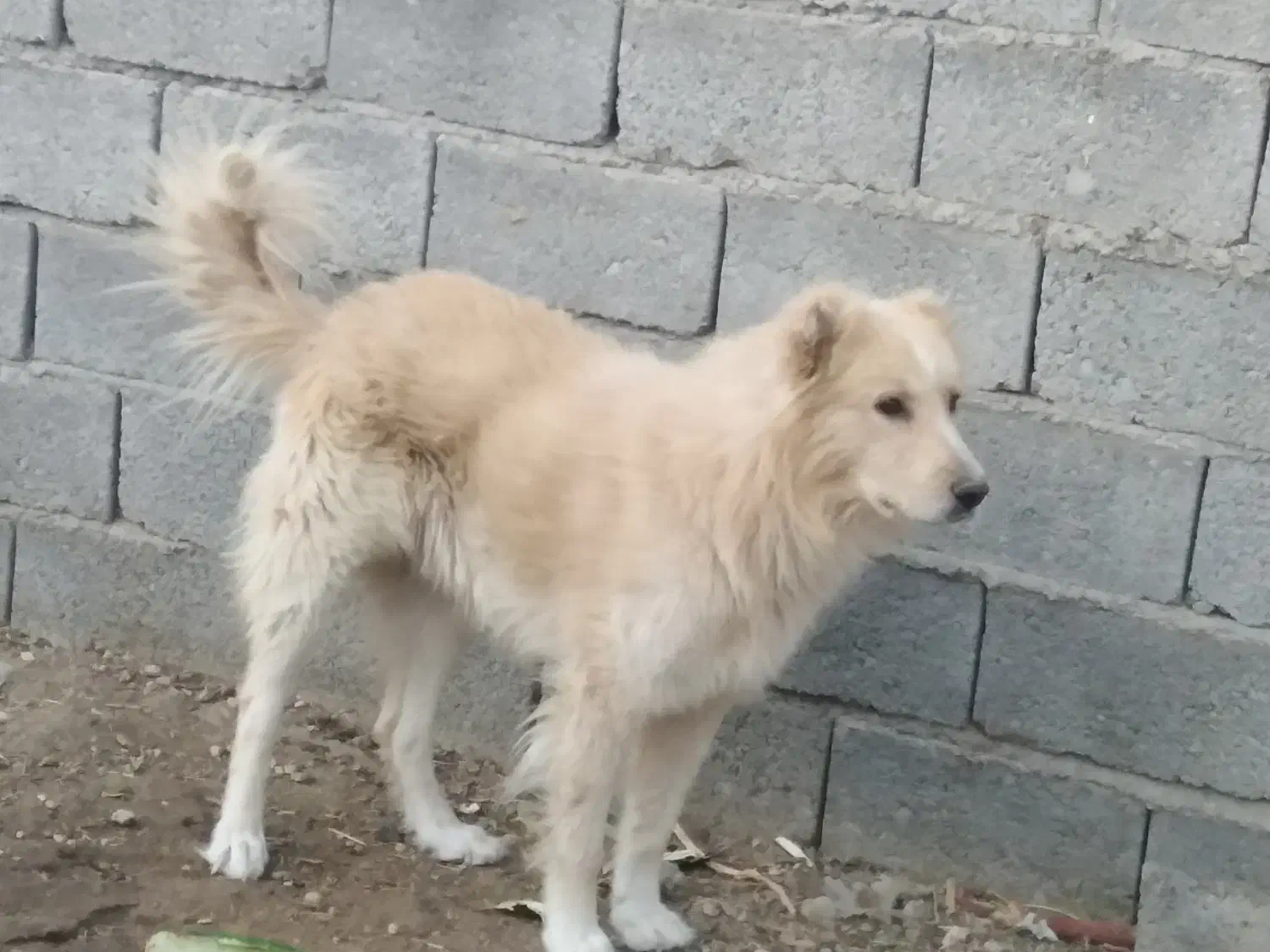 سگ گله ای|سگ|داراب, |دیوار