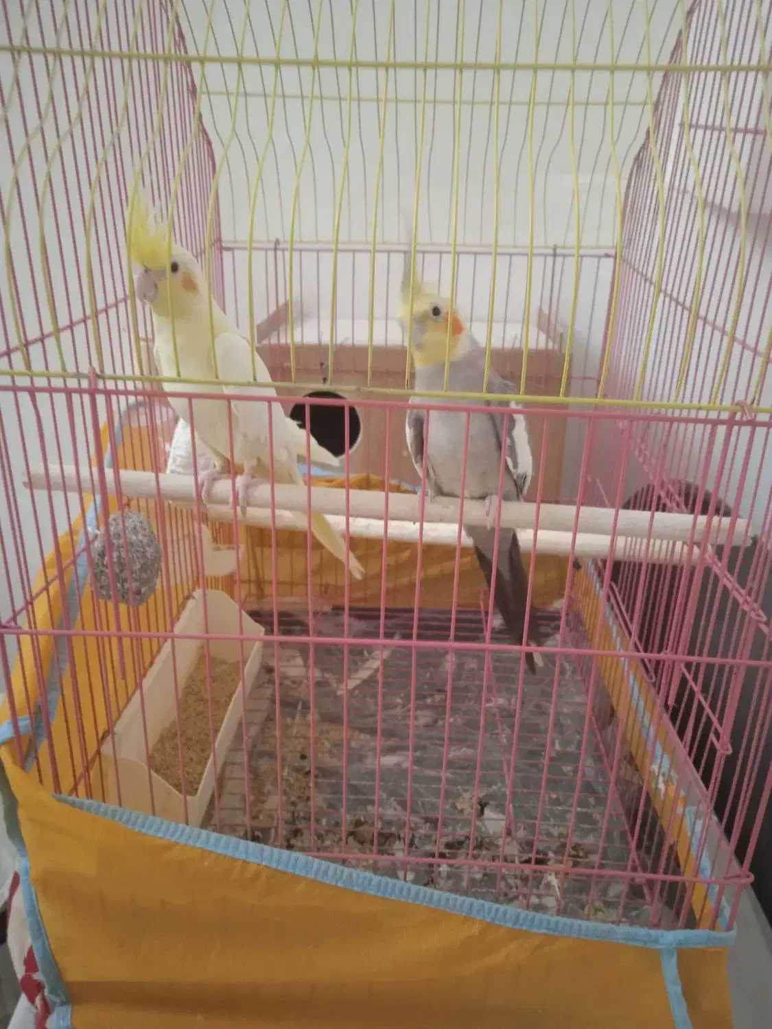 عروس هلندی|پرنده|گنبد کاووس, |دیوار