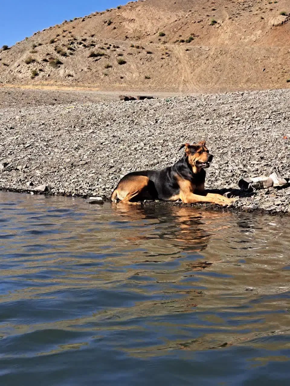 سگ نژاد دار|سگ|مشهد, شهرک امام سجاد|دیوار