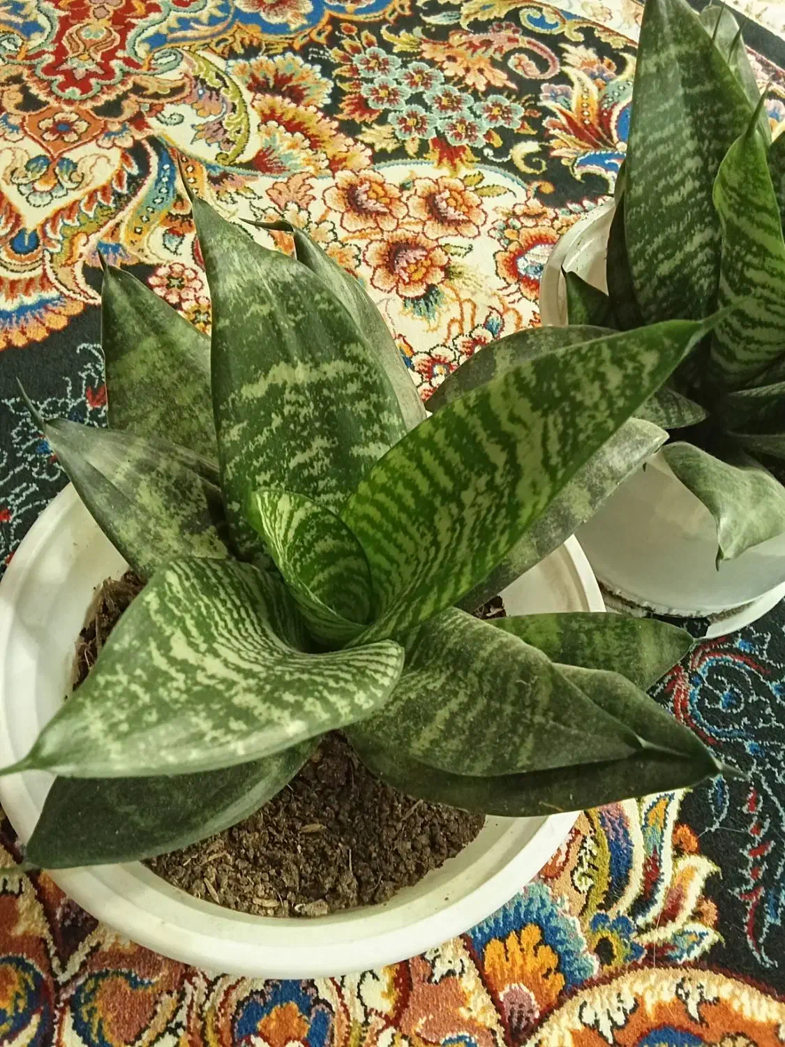 گل زیبا آپارتمانی|گل و گیاه طبیعی|اسالم, |دیوار