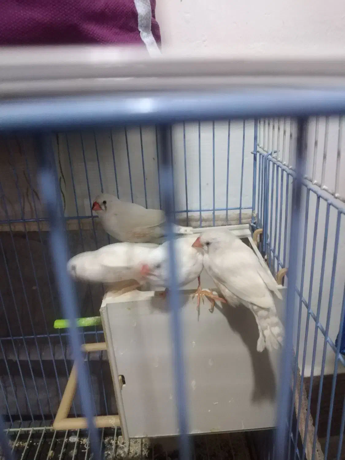 فنچ زبرا|پرنده|خرمشهر, |دیوار