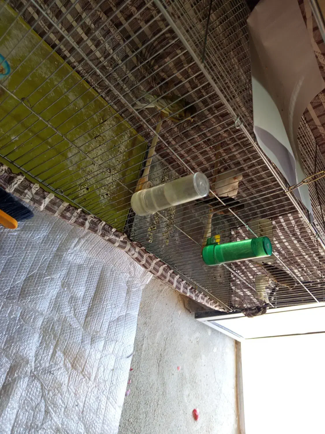 قنار نر وماده|پرنده|اشنویه, |دیوار