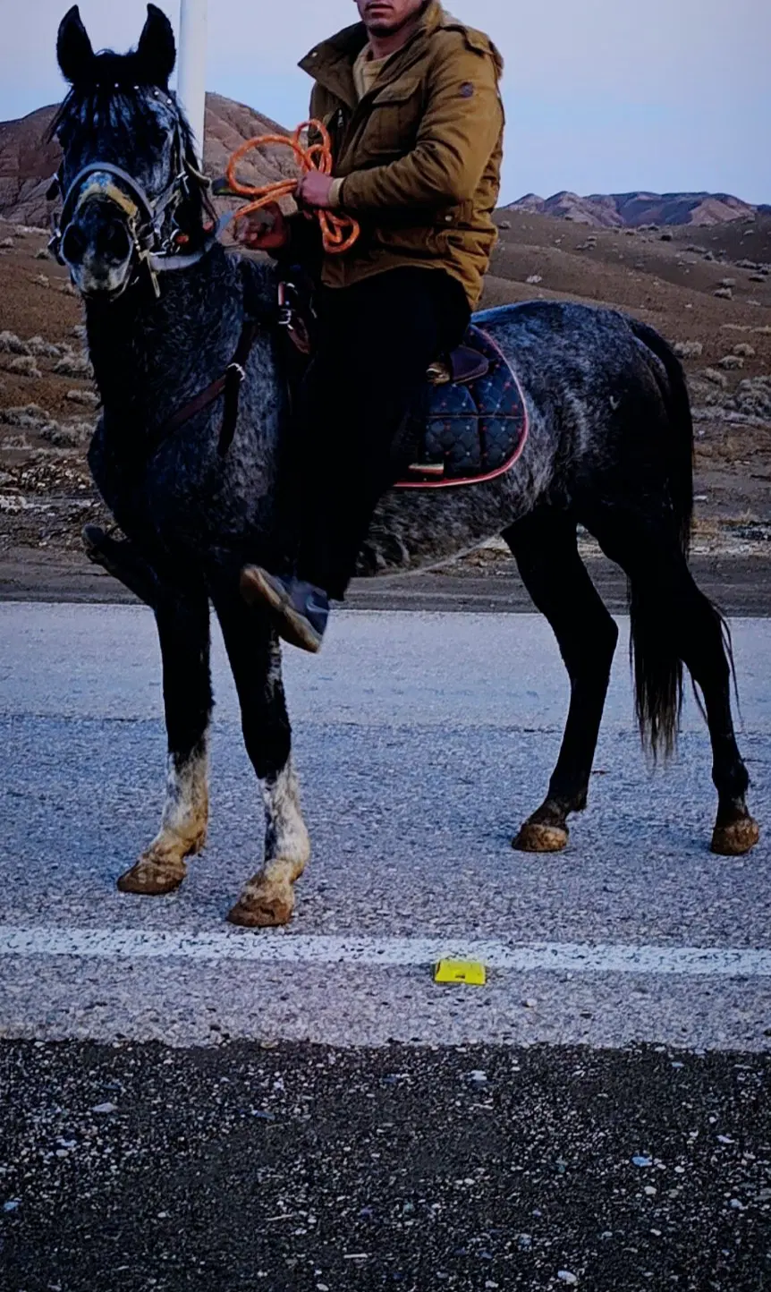 اسب|اسب و تجهیزات اسب‌سواری|امامزاده عبدالله, |دیوار