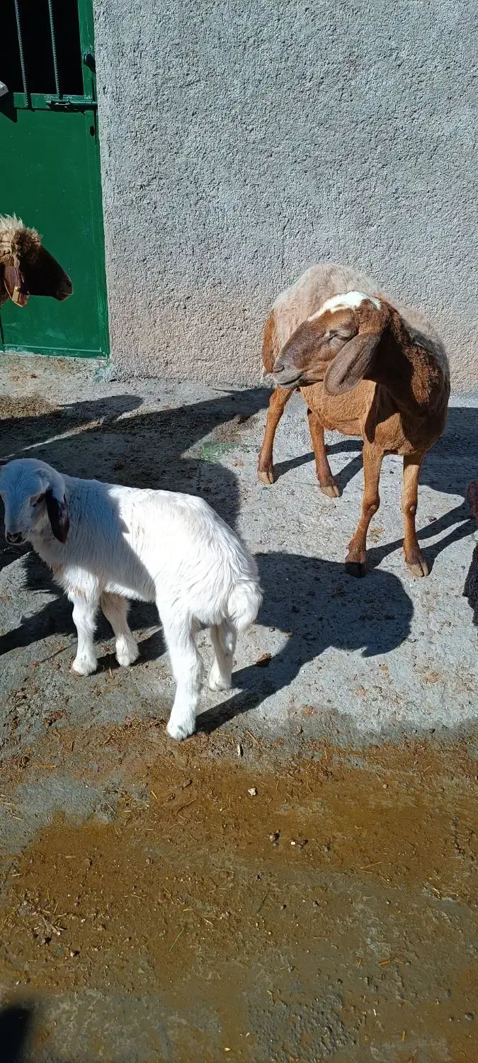 یک عدد میش بره نر|حیوانات مزرعه|کوهدشت, |دیوار