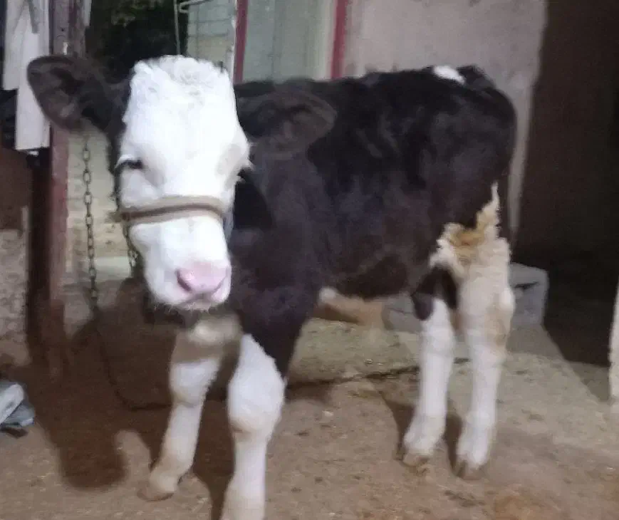 گاو شیری|حیوانات مزرعه|دینور, |دیوار